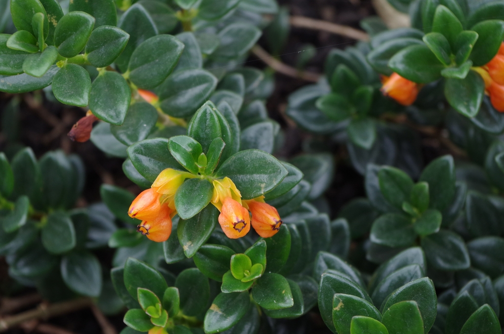Glossy green leaves and 'goldfish' orange flowers