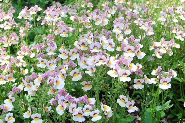 Nemesia strumosa