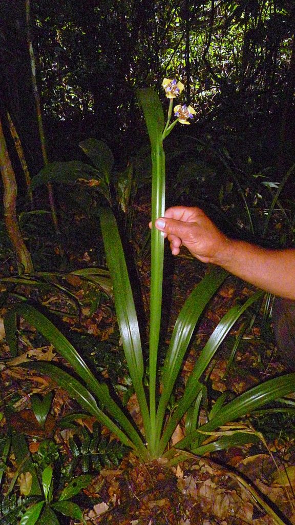 Neomarica