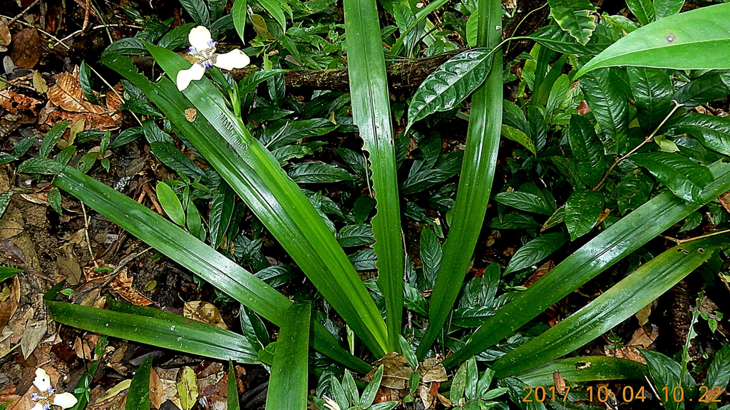 Trimezia