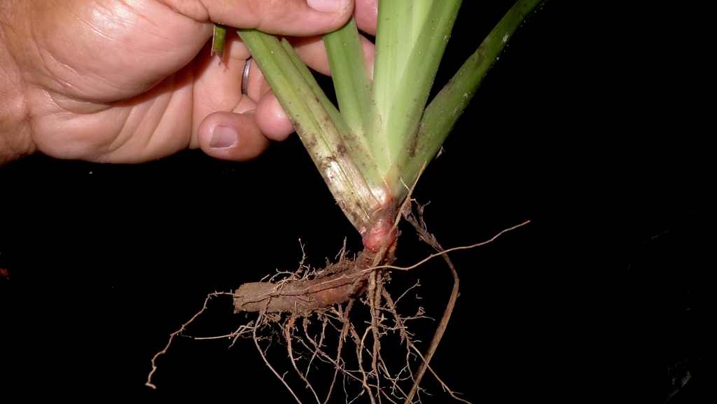 Trimezia