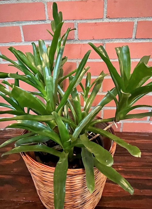 dark green rosette of strap-like leaves