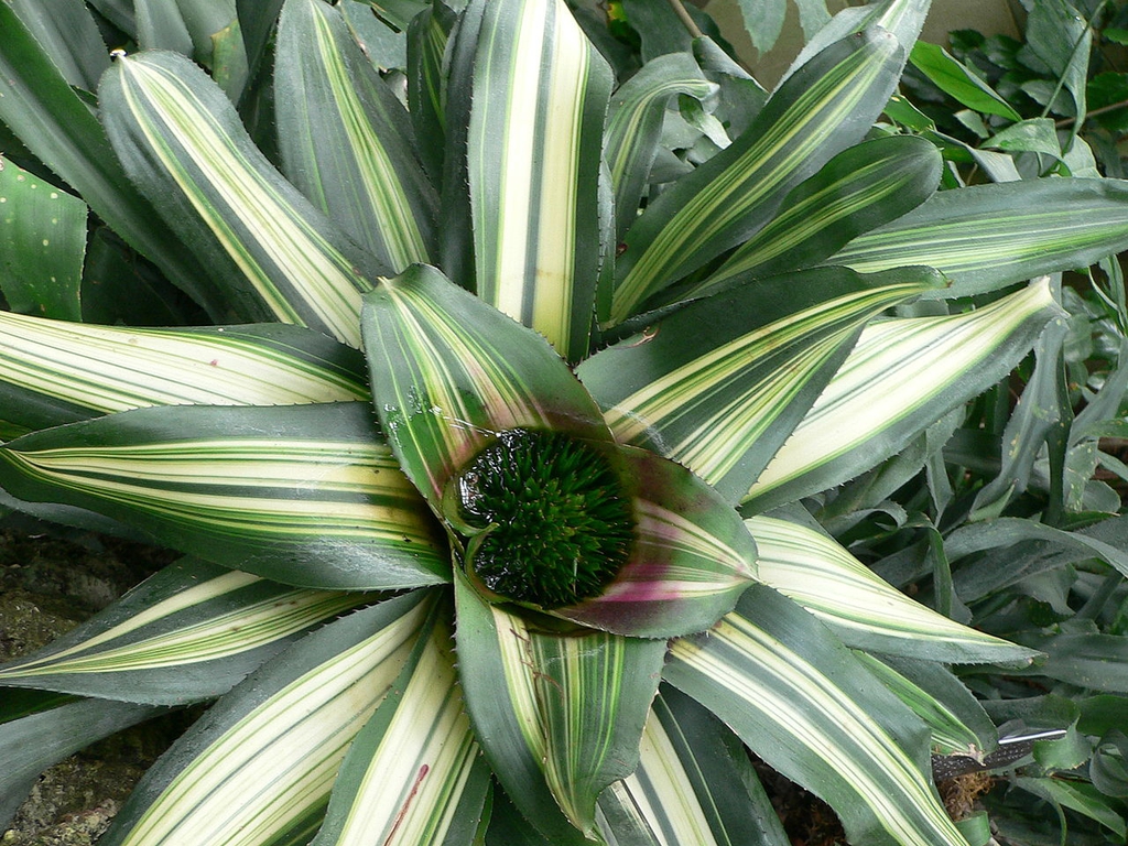 Green strappy leaves with white stripes holding water in center.