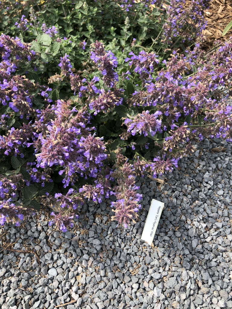 Nepeta