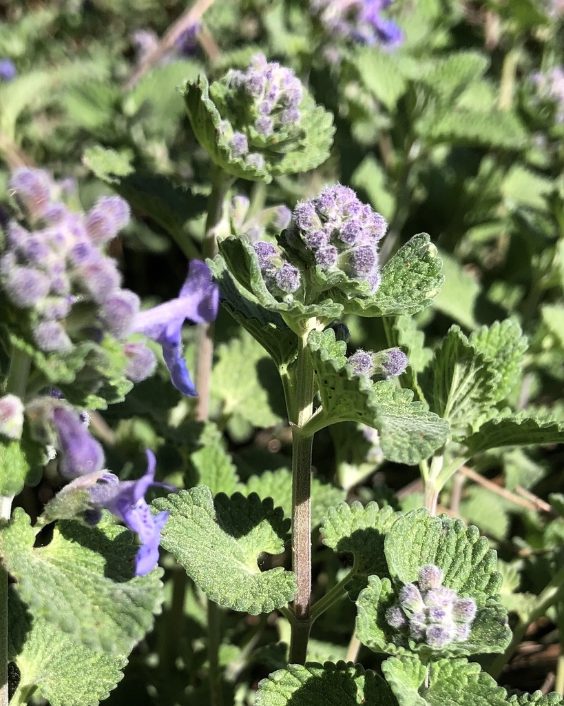 'Early Bird' Flowers/Leaves - March 28 - Wake Co., NC