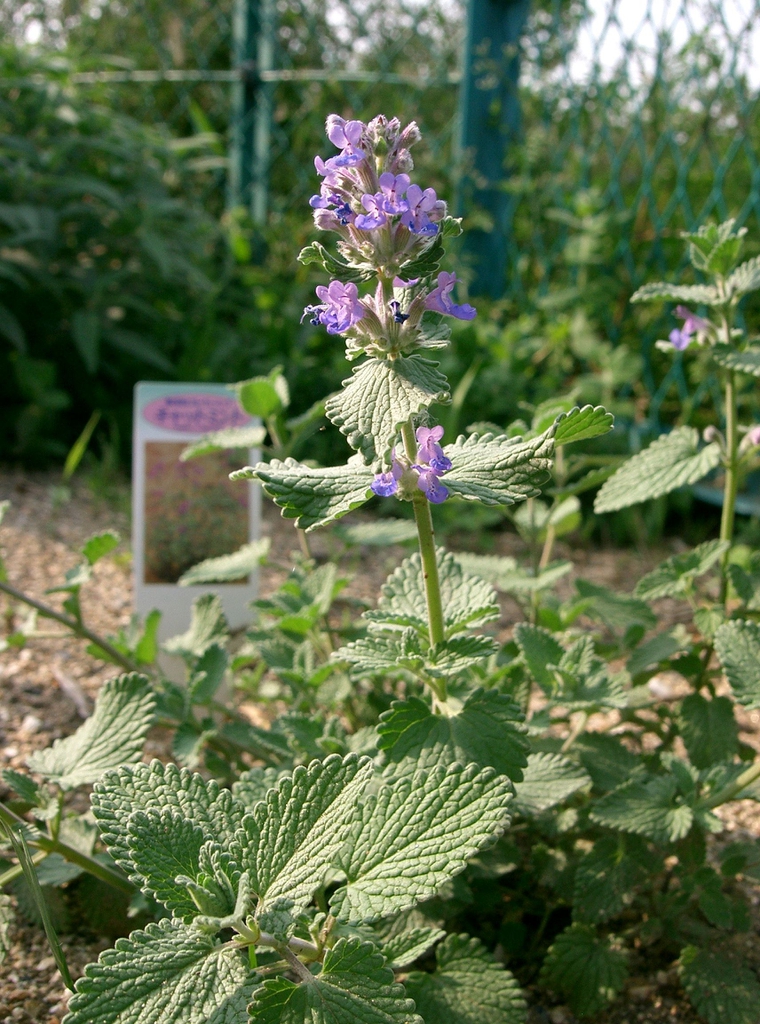 Plant