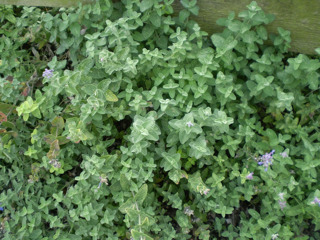 Form