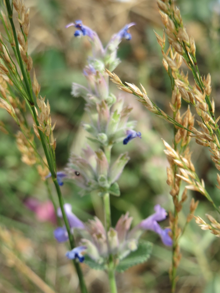 Form