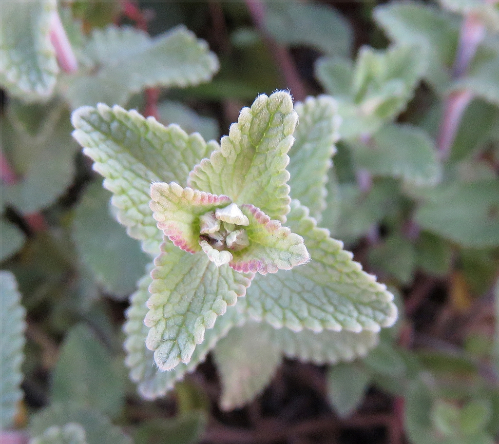Nepeta x faassenii