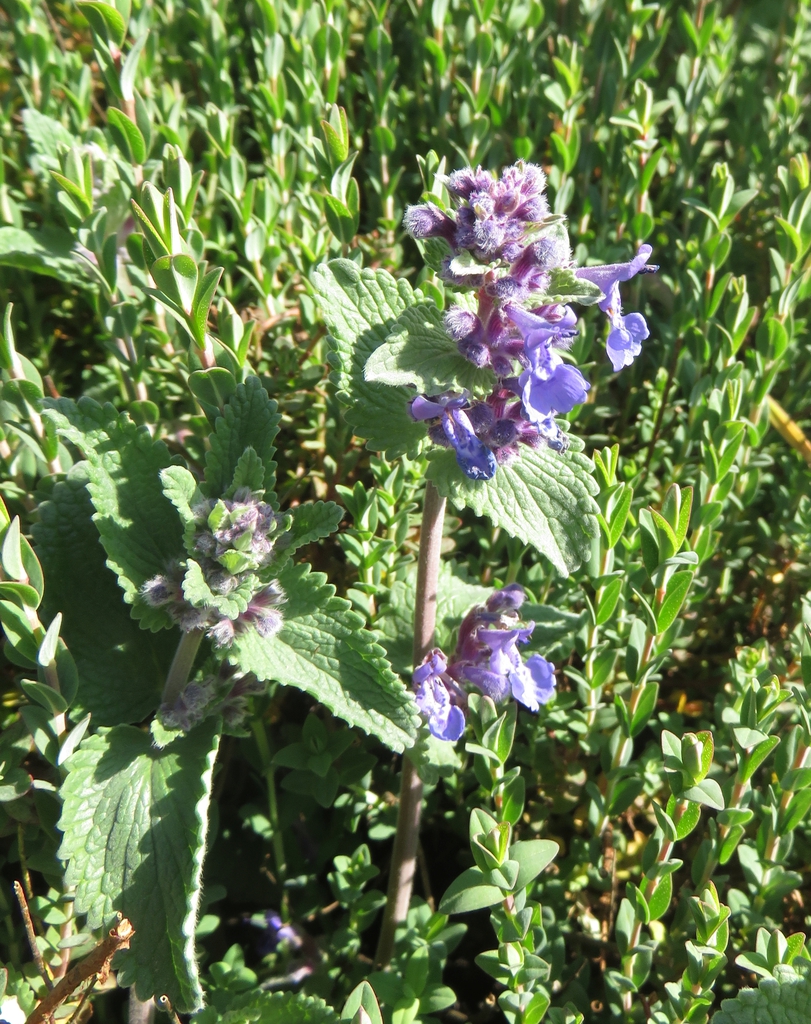 Form