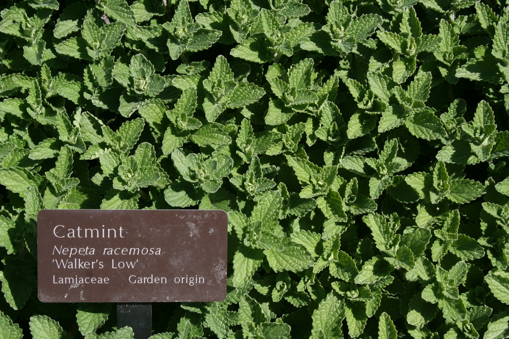 Form