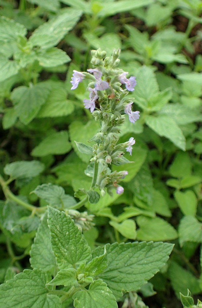 Form
