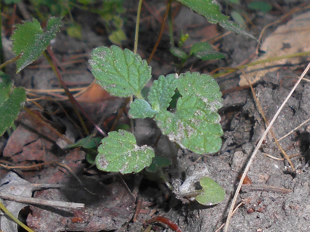 Form