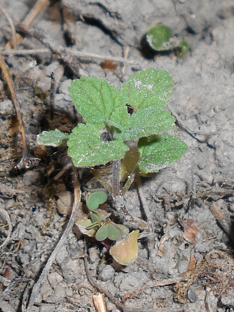 Nepeta x faassenii