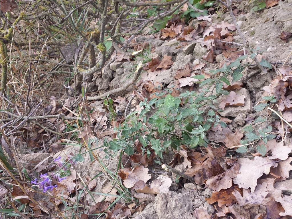 Nepeta x faassenii