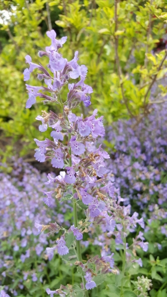 Nepeta x faasenii