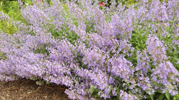 Nepeta x faasenii