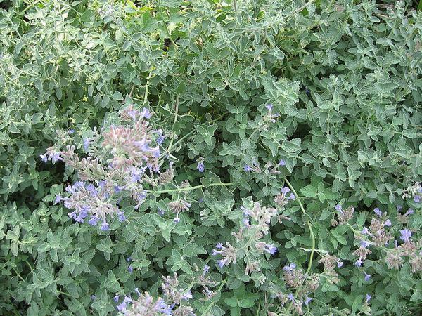 Nepeta x faasenii