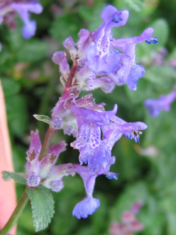 Nepeta x faassenii
