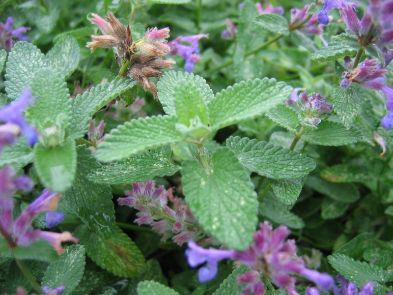 Nepeta_x_faassenii
