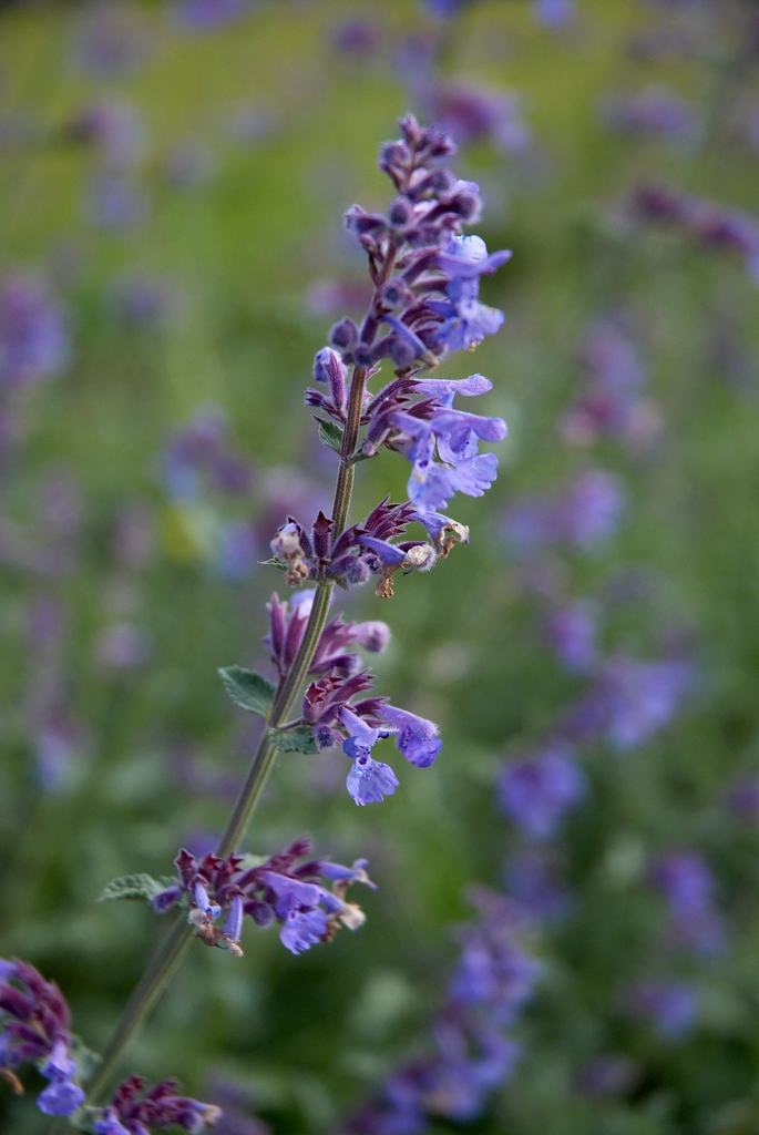 Flower stem