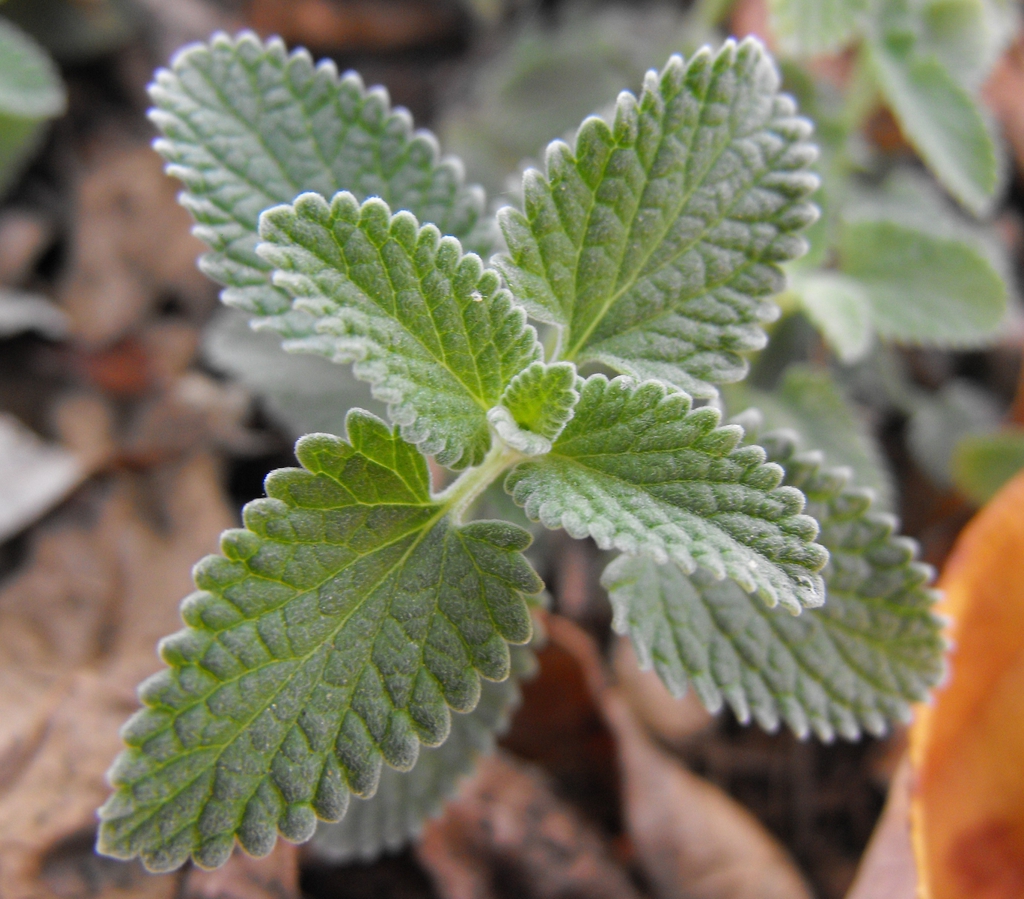 Leaf closeup