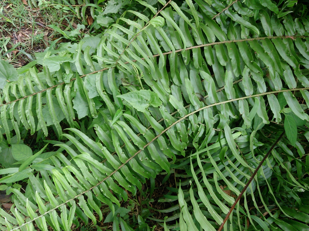 Leaves