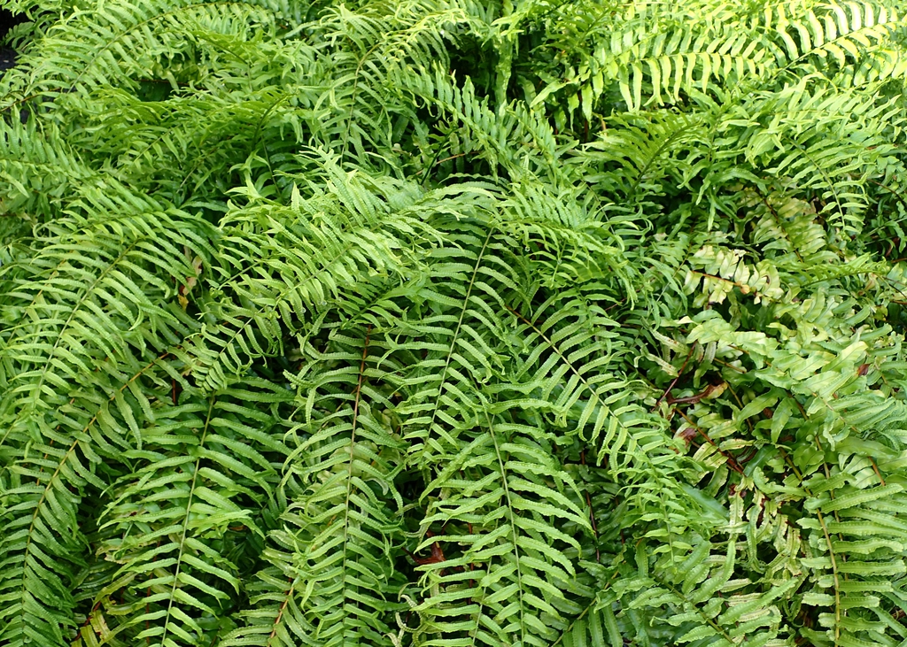 Leaves