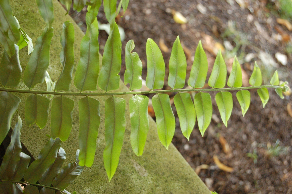 Leaf Blade