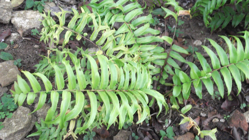 Nephrolepis biserrata
