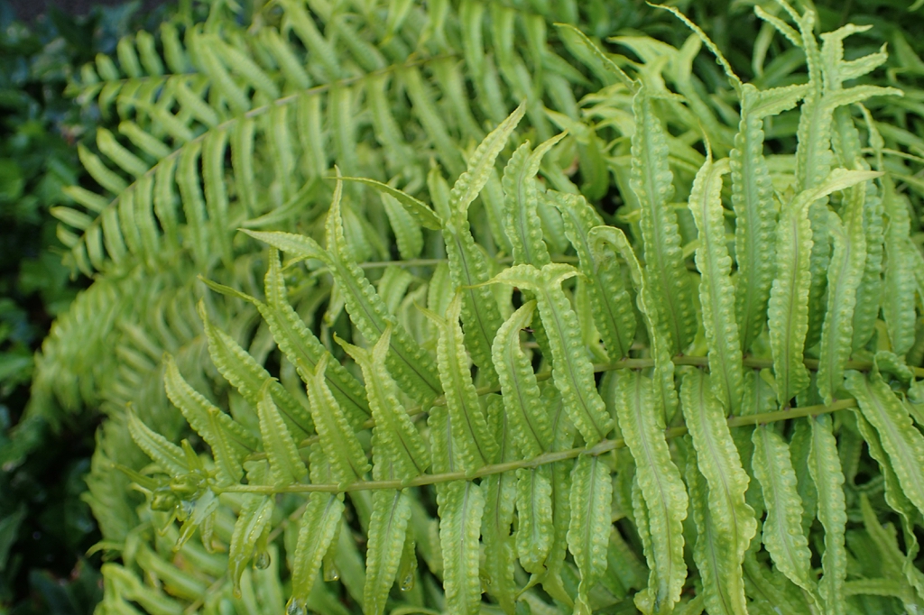 Nephrolepis biserrata