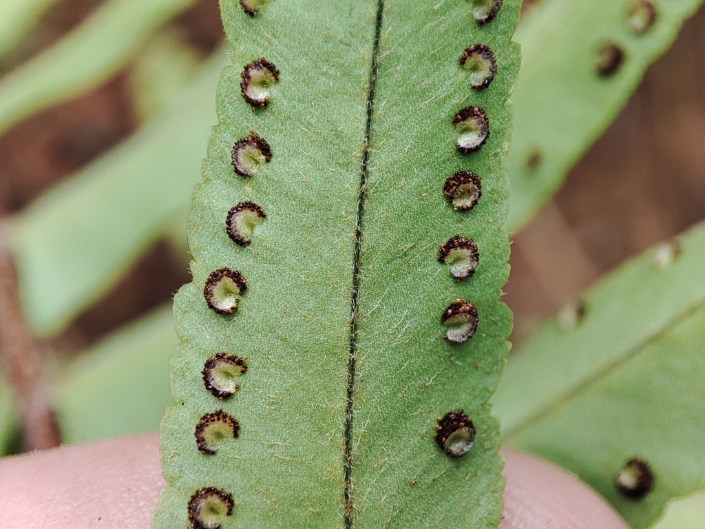Underside of frond showing kidney-shaped indusia.