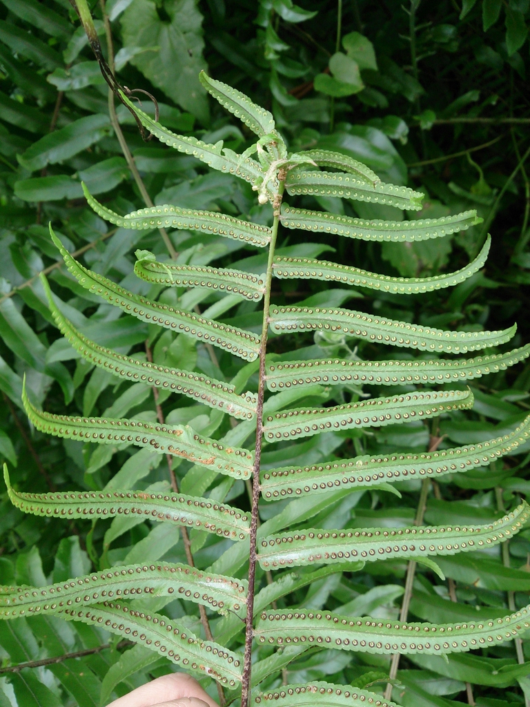 Leaf Blade