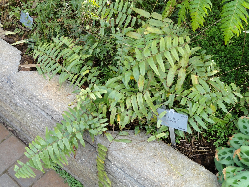 Leaves
