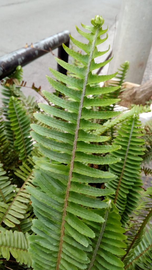 Nephrolepis cordifolia