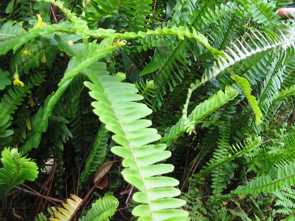 Nephrolepis cordifolia