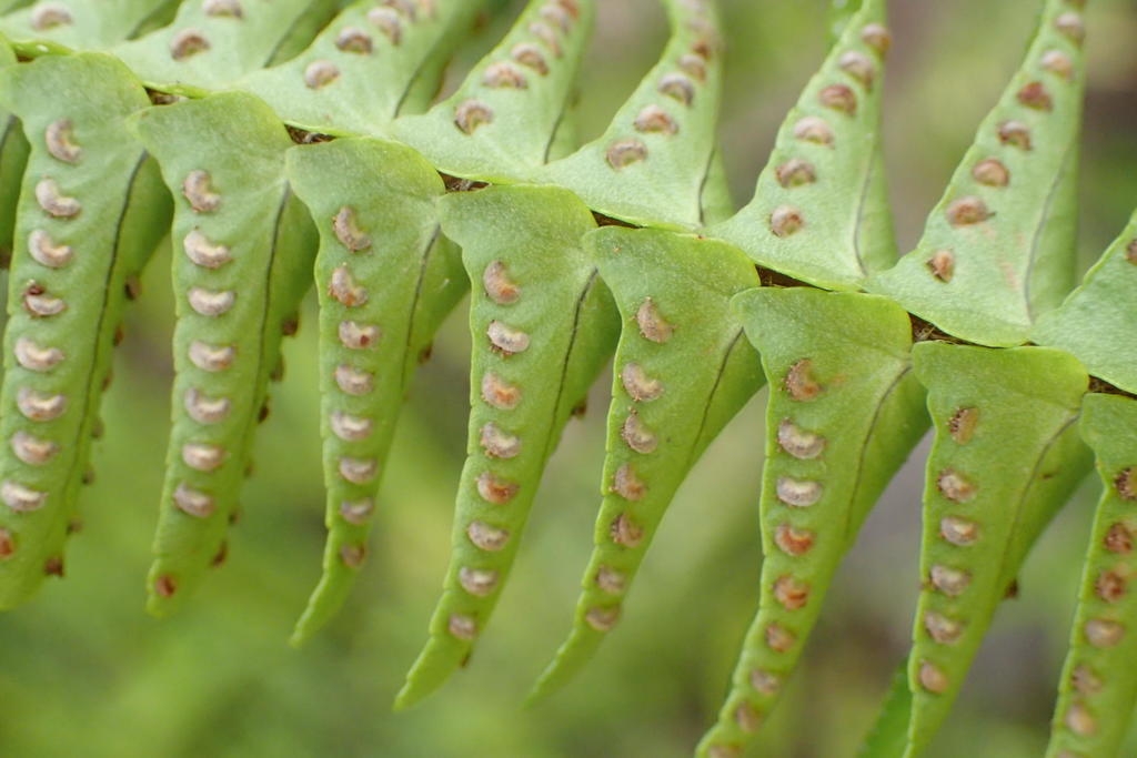 Underside of frond showing kidney-shaped indusia.