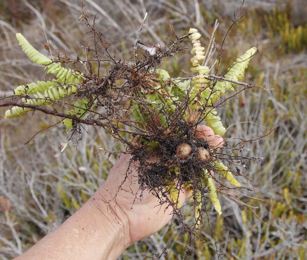 Excavated plant showing root tubers and stolons.