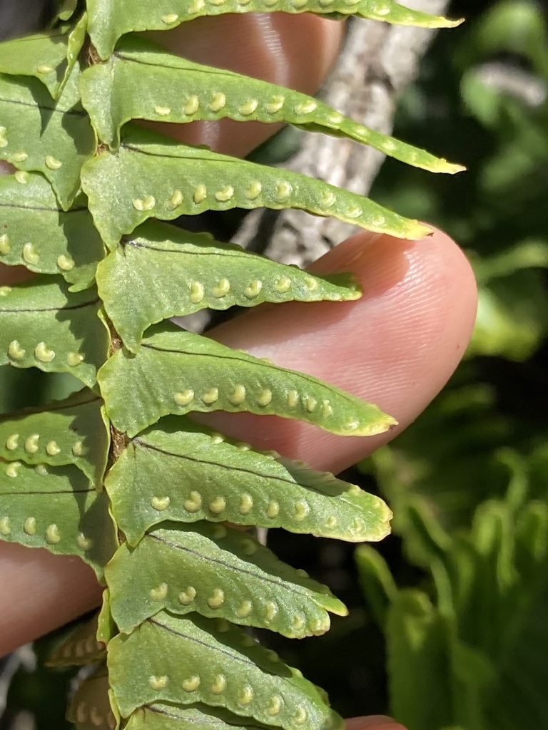 Underside of frond showing kidney-shaped indusia.
