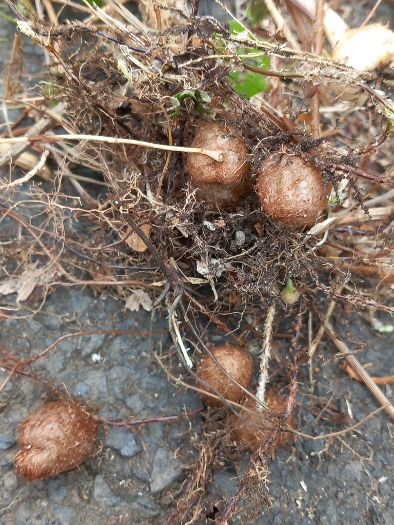 Excavated plant showing root tubers and stolons.