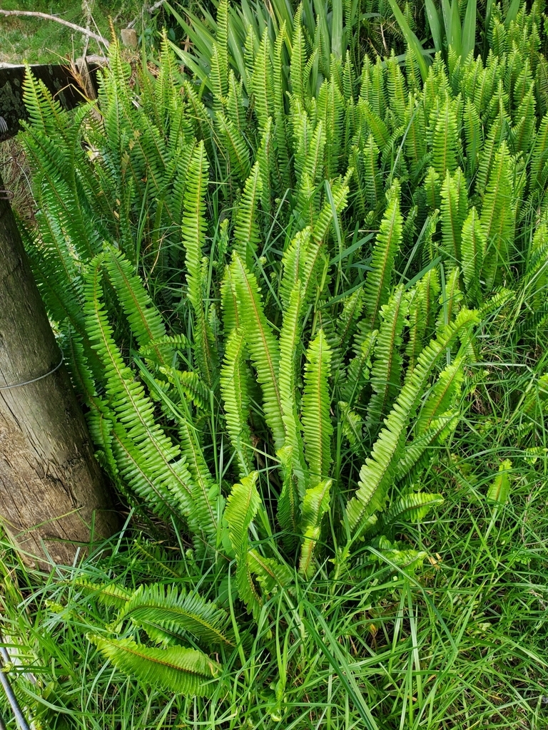 Erects fronds of a fern in a dense planting.