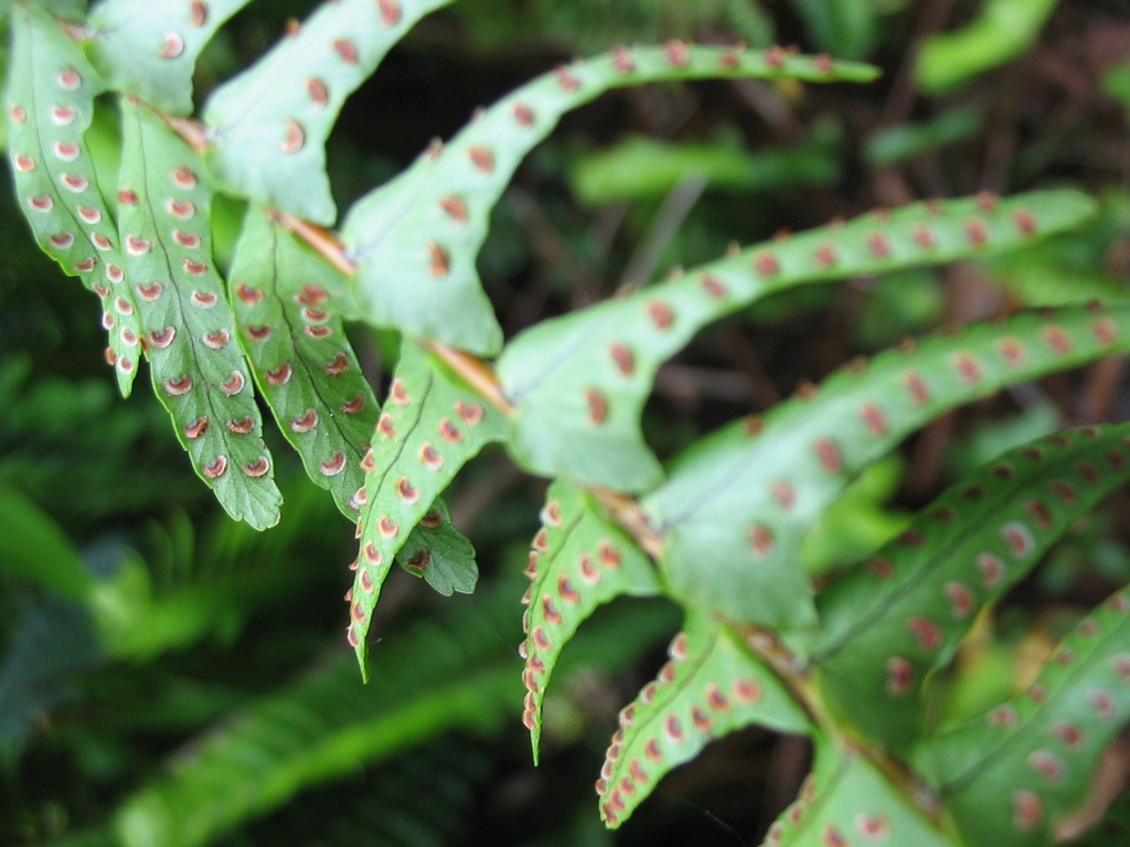 Nephrolepis cordifolia