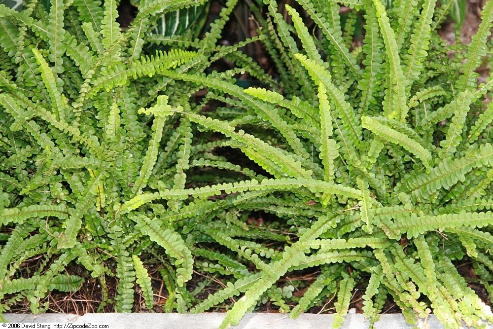 Nephrolepis cordifolia