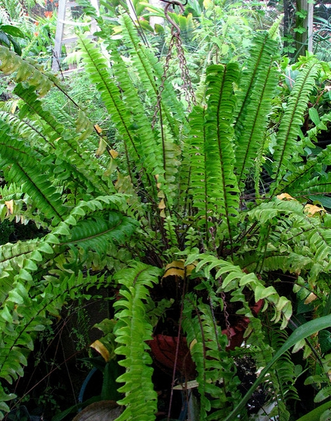 Nephrolepis exaltata