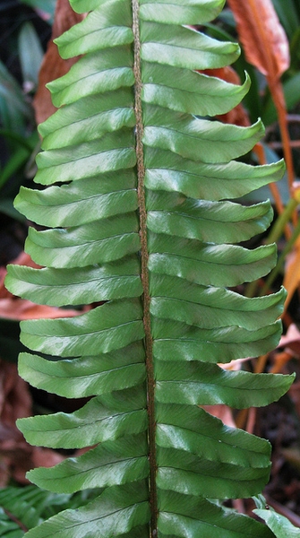Nephrolepis exaltata leaf