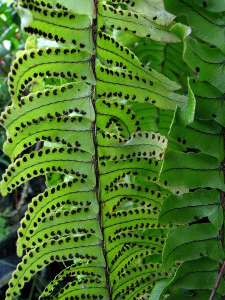 Spores