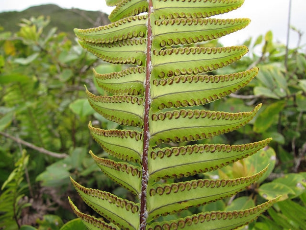 Spores