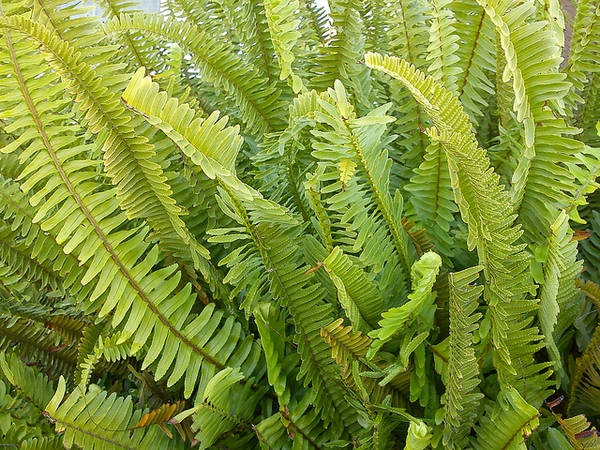 Nephrolepis exaltata