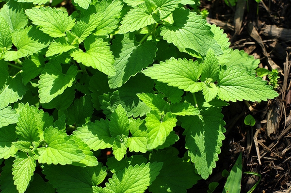 Nepta cataria