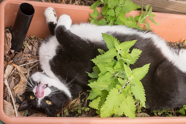 Nepta cataria